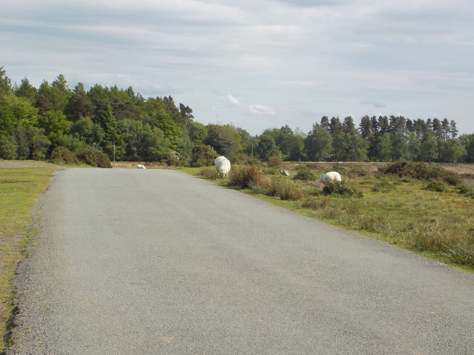 Rush hour in Farlow!