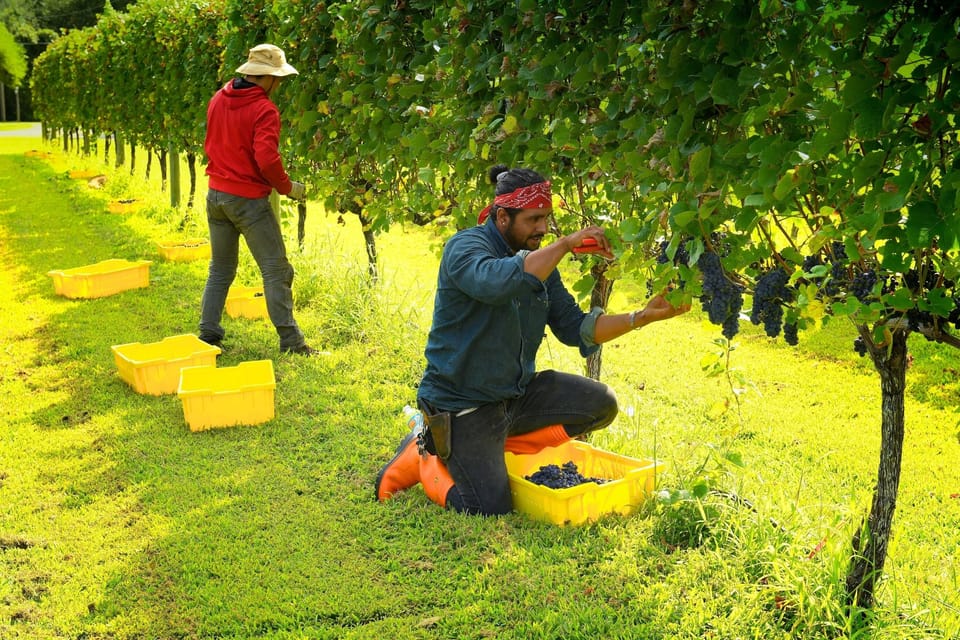 Harvest time at Willow Creek Winery.