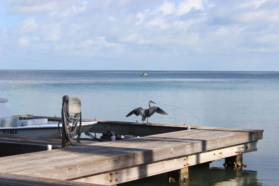 This heron likes to hang around our dock.