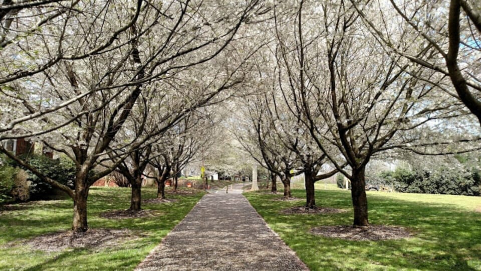 Greenway behind the development
