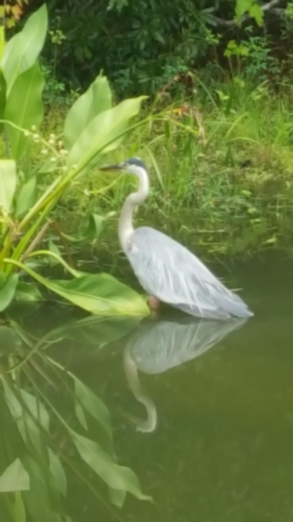 In the pond