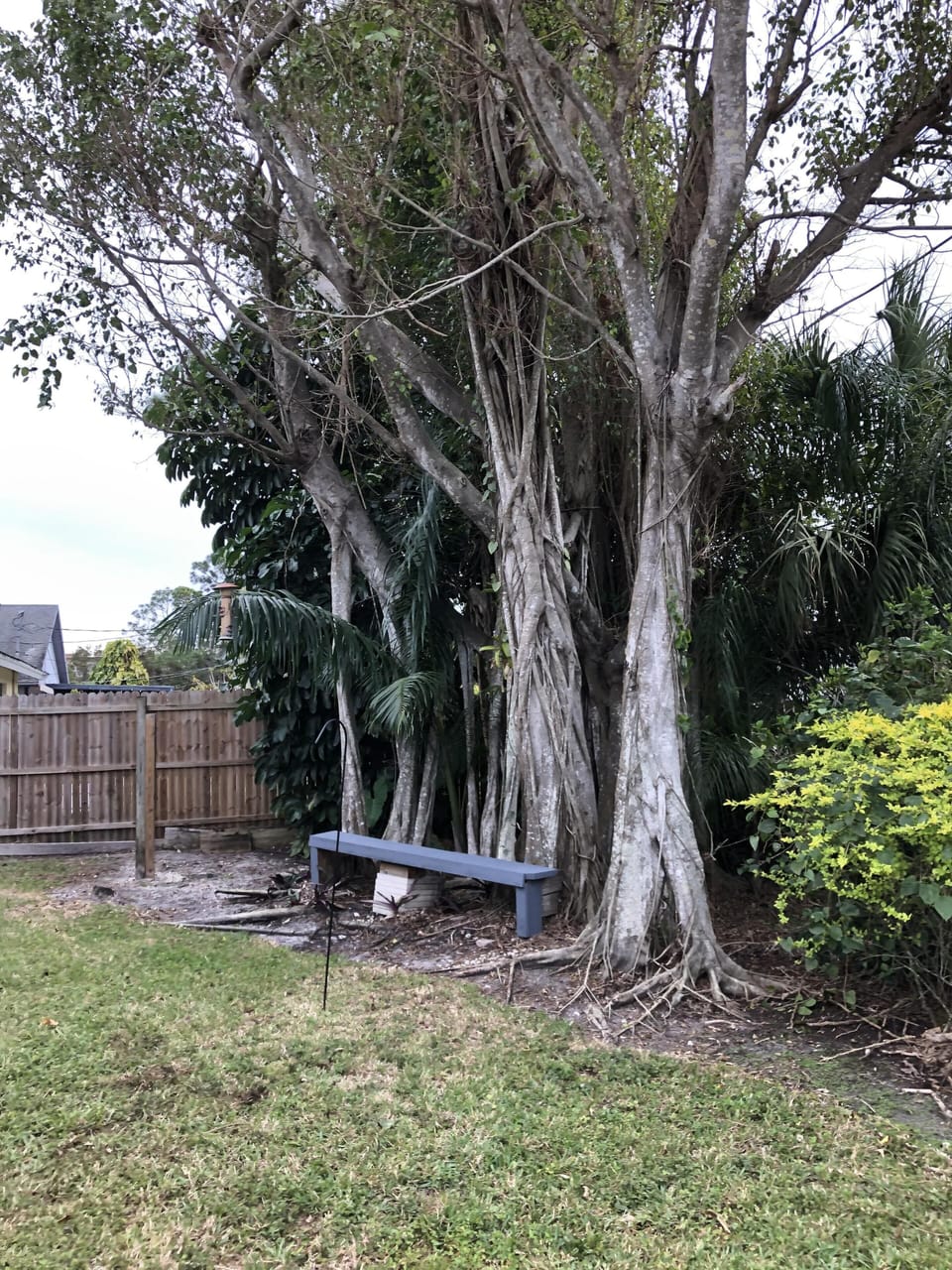 Backyard