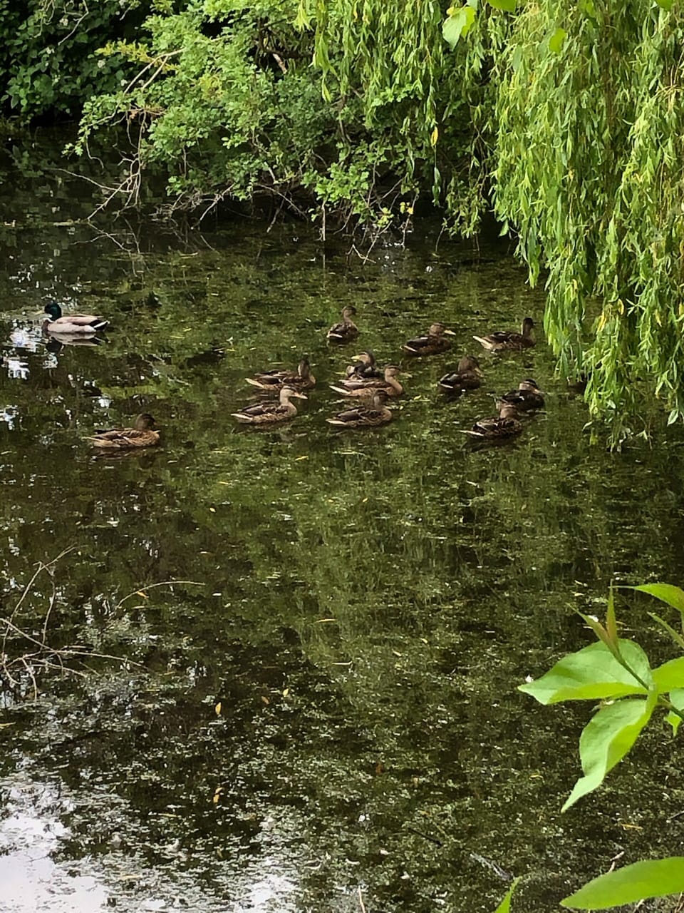 Visiting ducks 