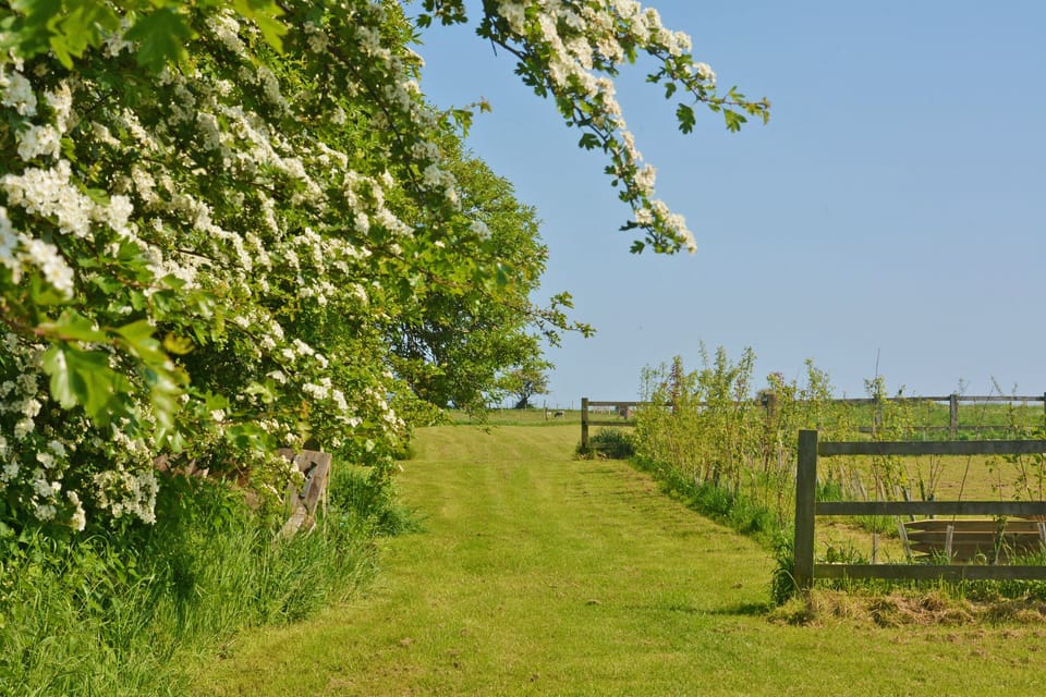 Large field to fly kites in and meadow walk.