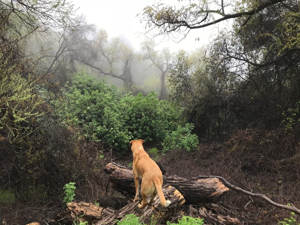 Dog Heaven!