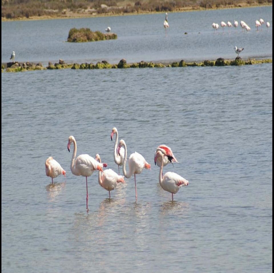 Flamingoes and other birds frequenting the lake.