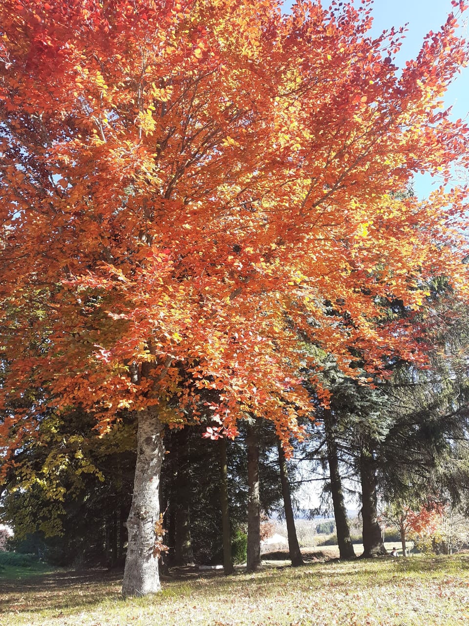 Miscellaneous