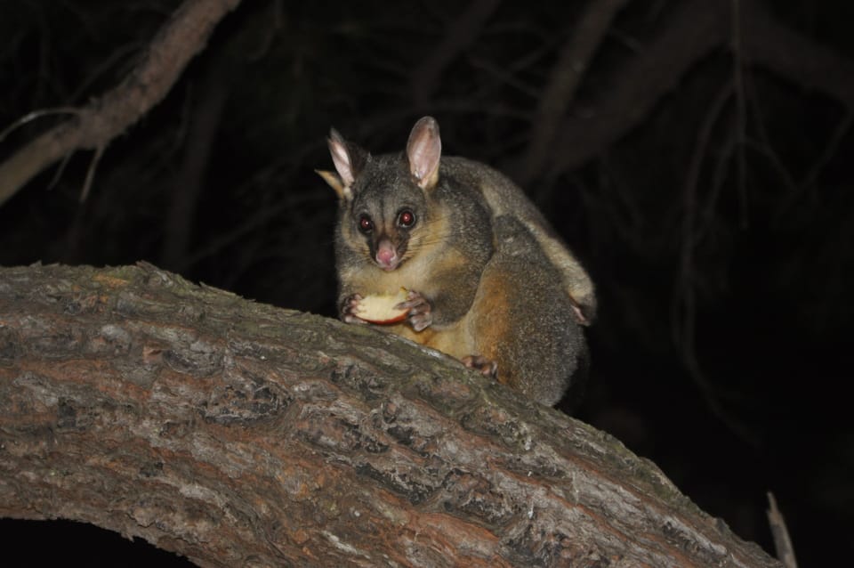 Possum having a snack