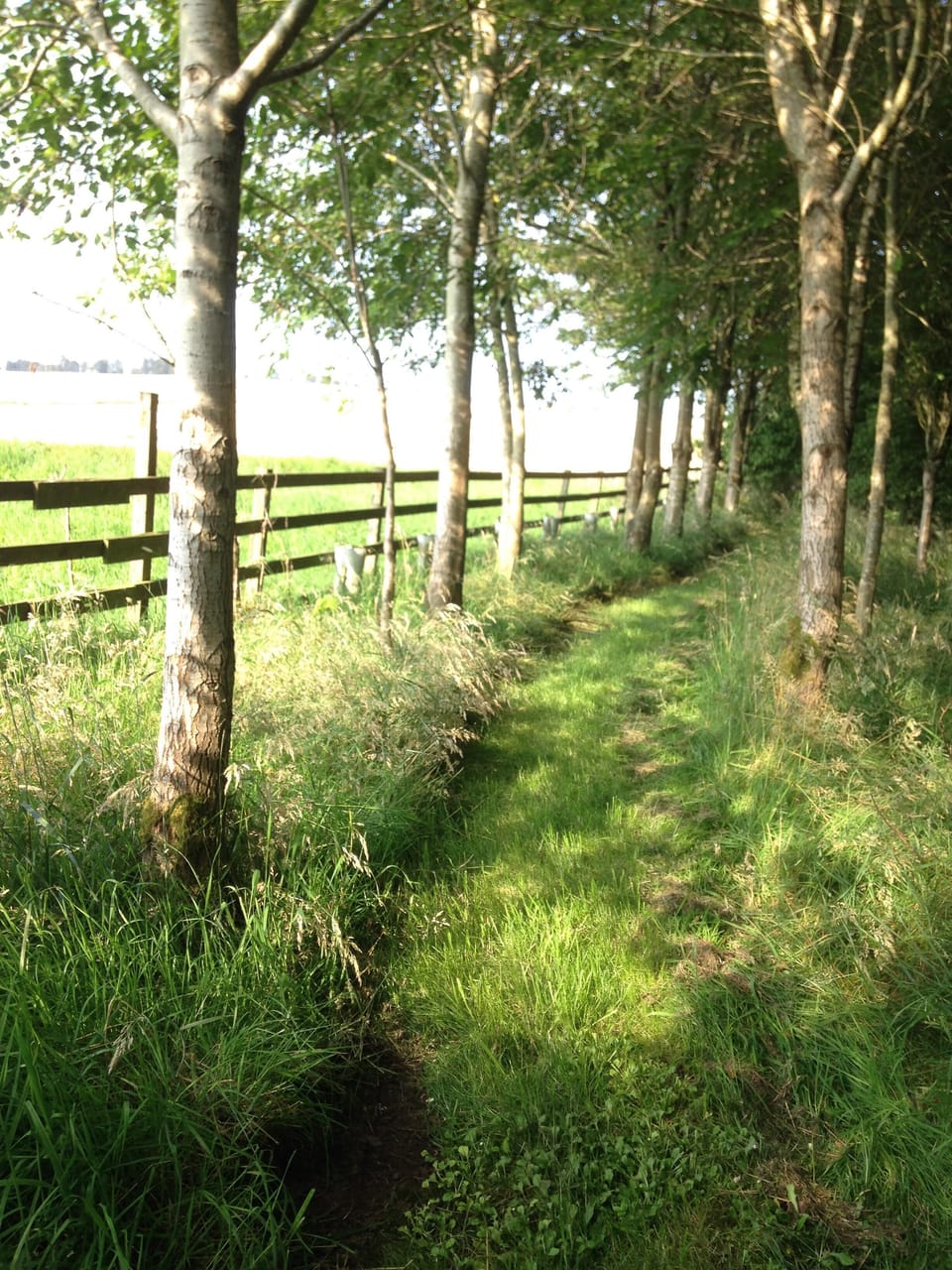 Field at Pittendreich, a minute walk from the cottage. Wooded walks with views
