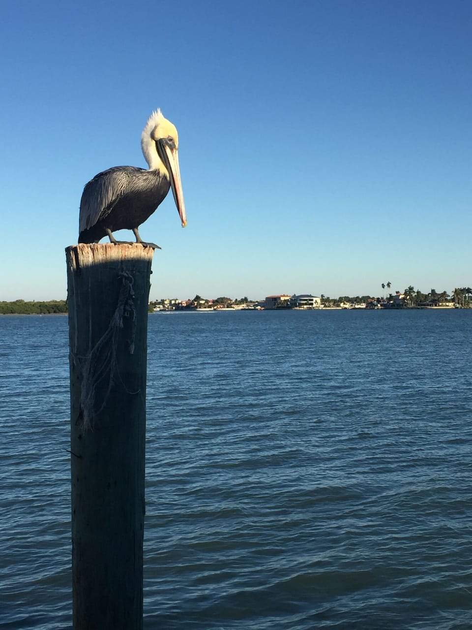 beautiful wildlife