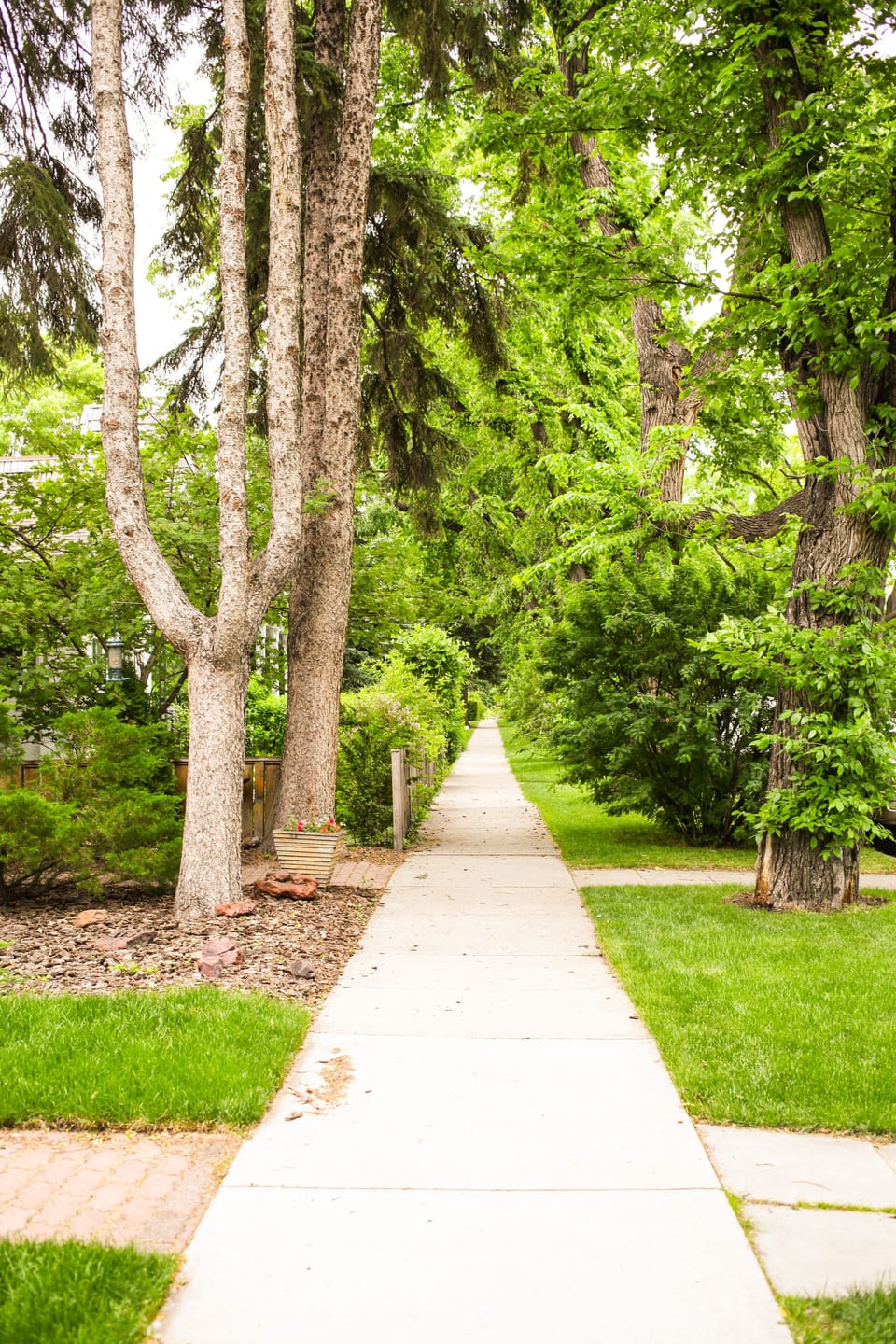 Beautiful Tree Lined Street