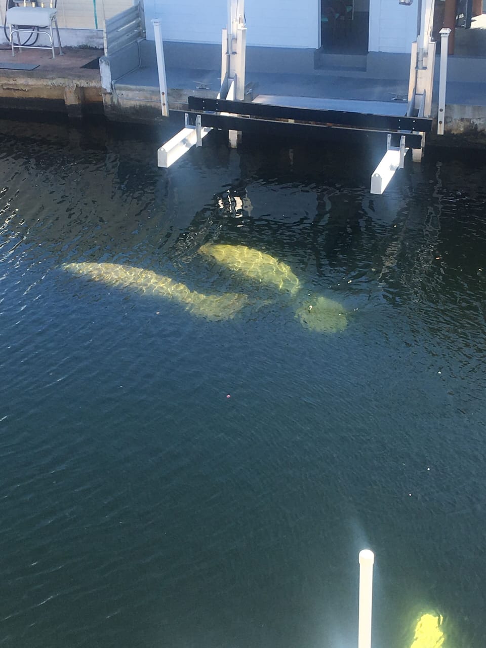 A visit from our manatee family.