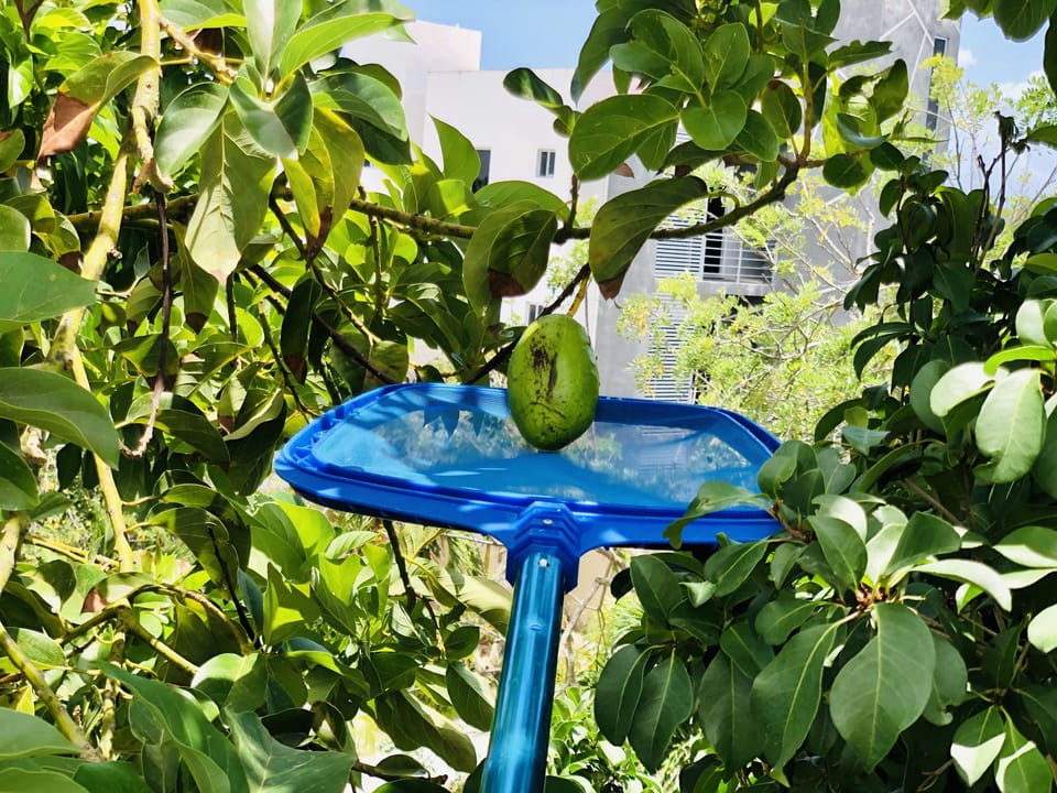 Avocado never tastes better than when it is freshly picked from your window!