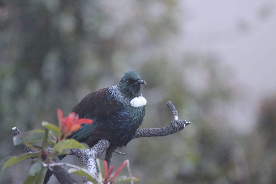 A tui outside our window