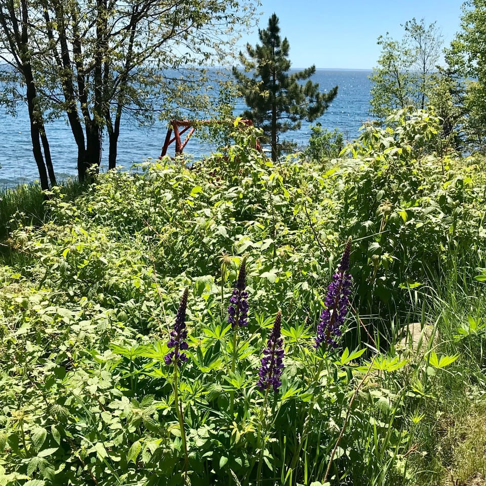 Lupines
Enjoy blooms from a variety of vegetation throughout the summer such as these Lupines near Inn Suite #7. White violet, dark purple and pink lupines can be seen almost everywhere in the road ditches along Highway 61.