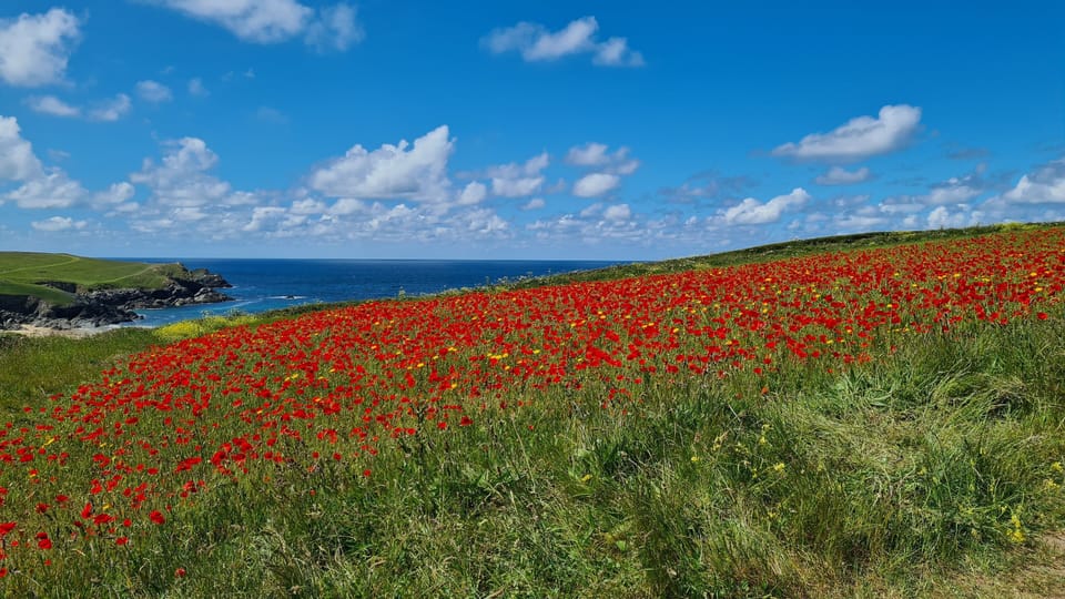 Poppy fields late May, Crantock