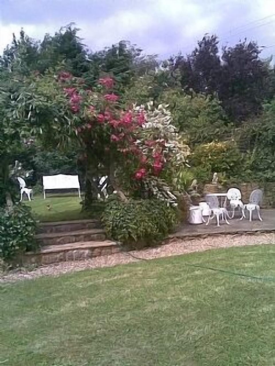 Garden in summer