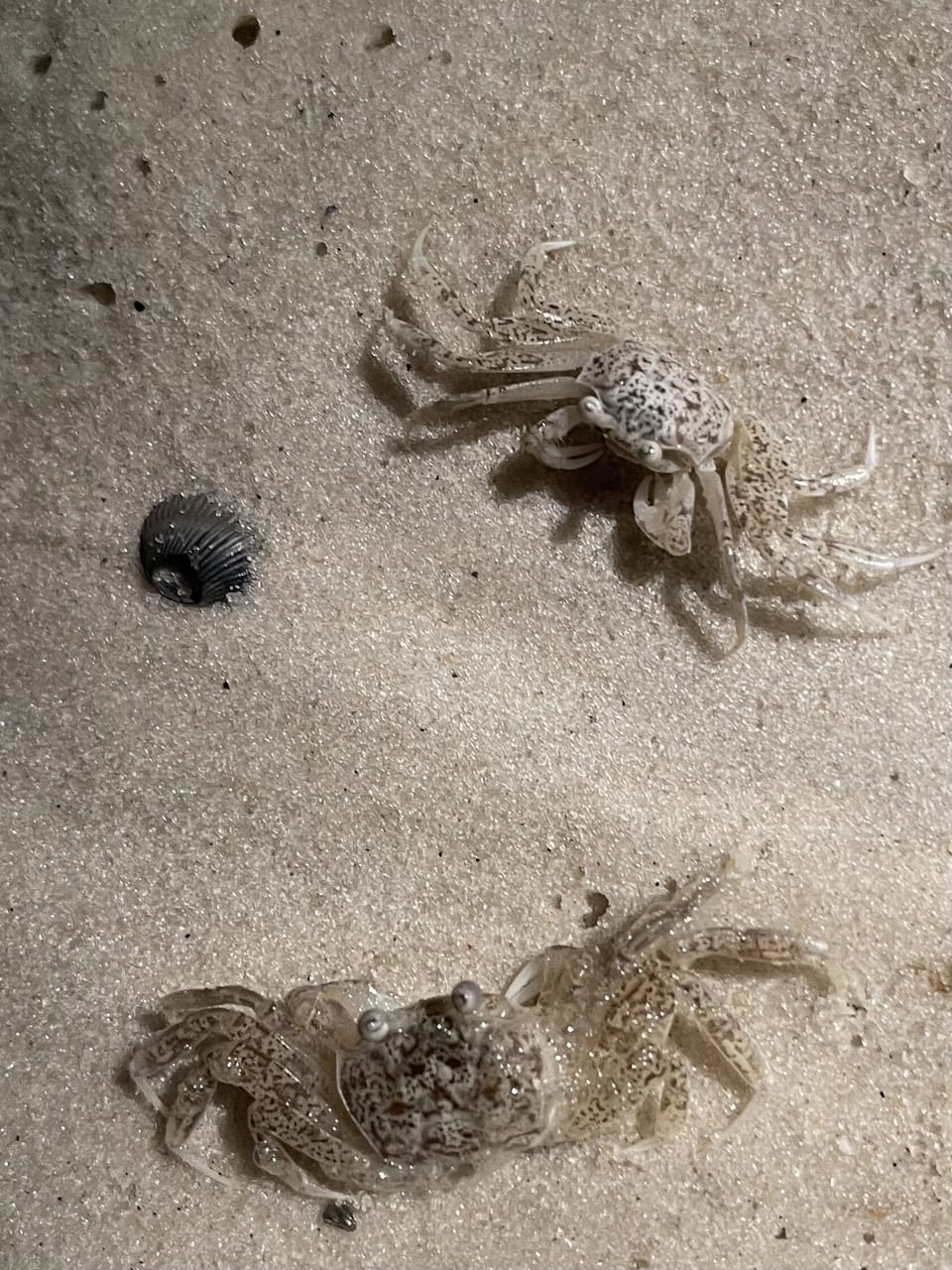 Crabbing is always a favorite 