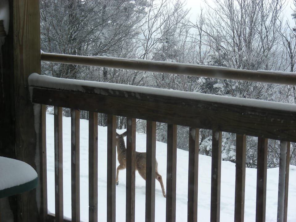 Kids love the 'reindeer' (seen from back deck) and we see many each day!