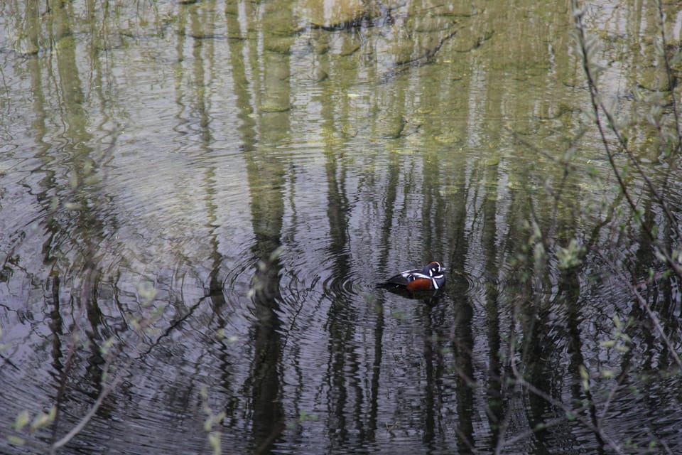 Harlequin Ducks are favorite spring visitors during breeding season