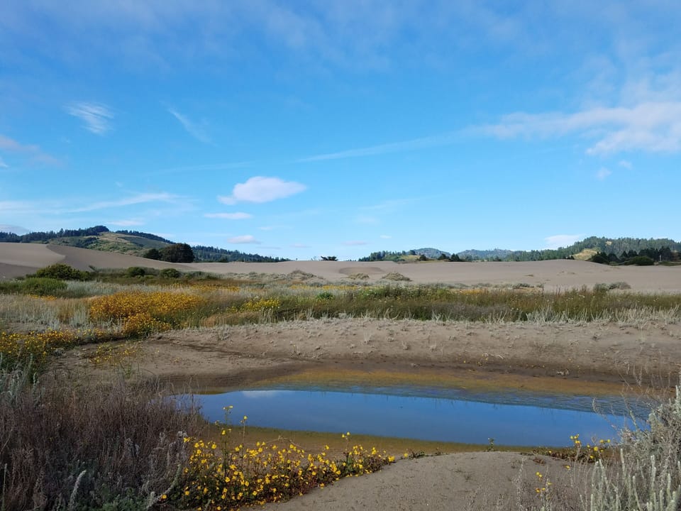 There's several square miles of giant sand dunes to hike, play or just relax in.