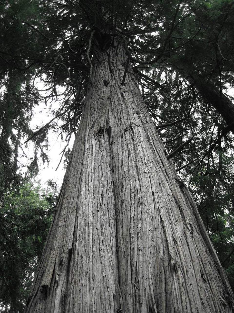 Whidbey State Park only 2 miles from cabin with old growth and beach access.
