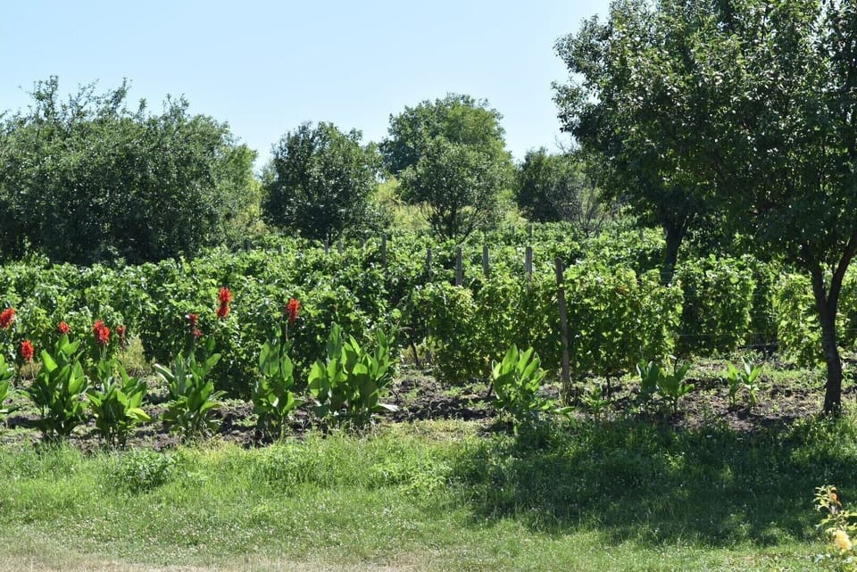Grape Vines at Jardine Hills