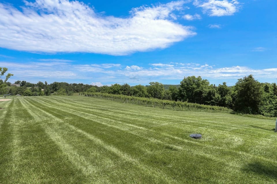 Vineyard and back yard