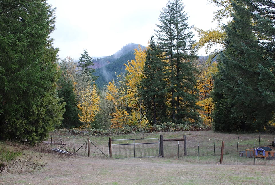side yard pasture
