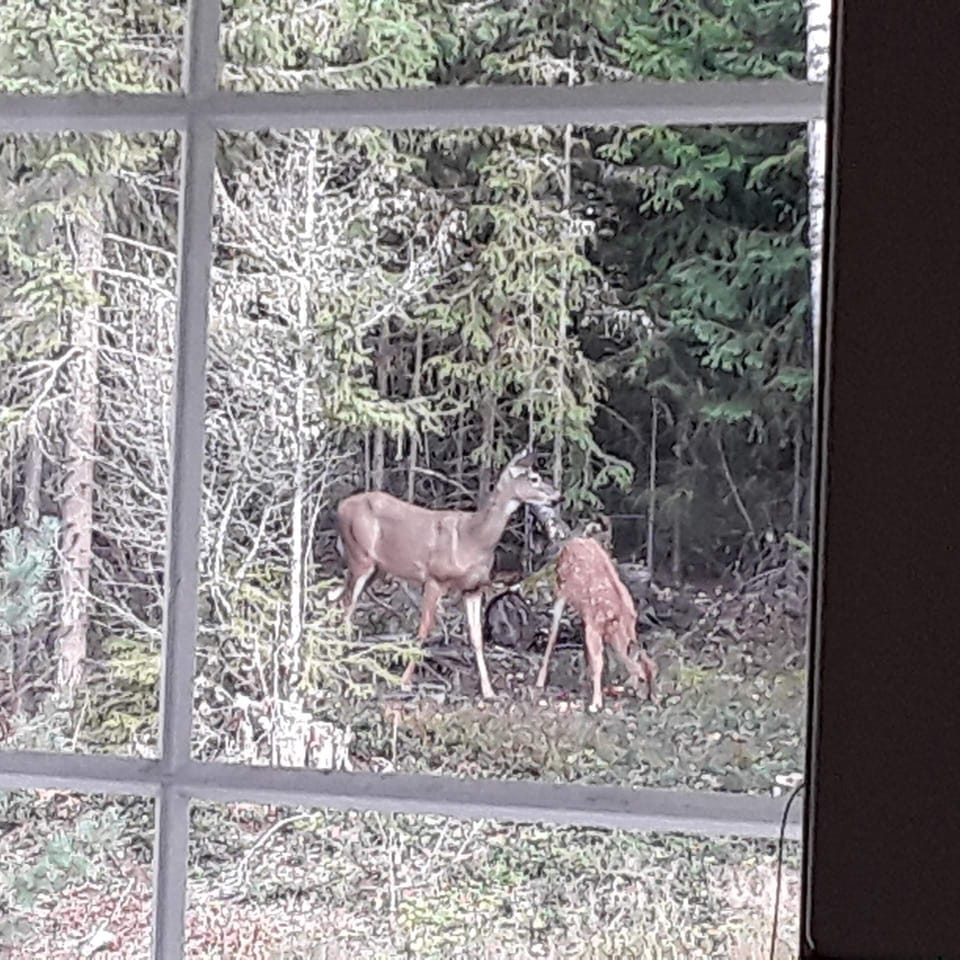 Visitors 