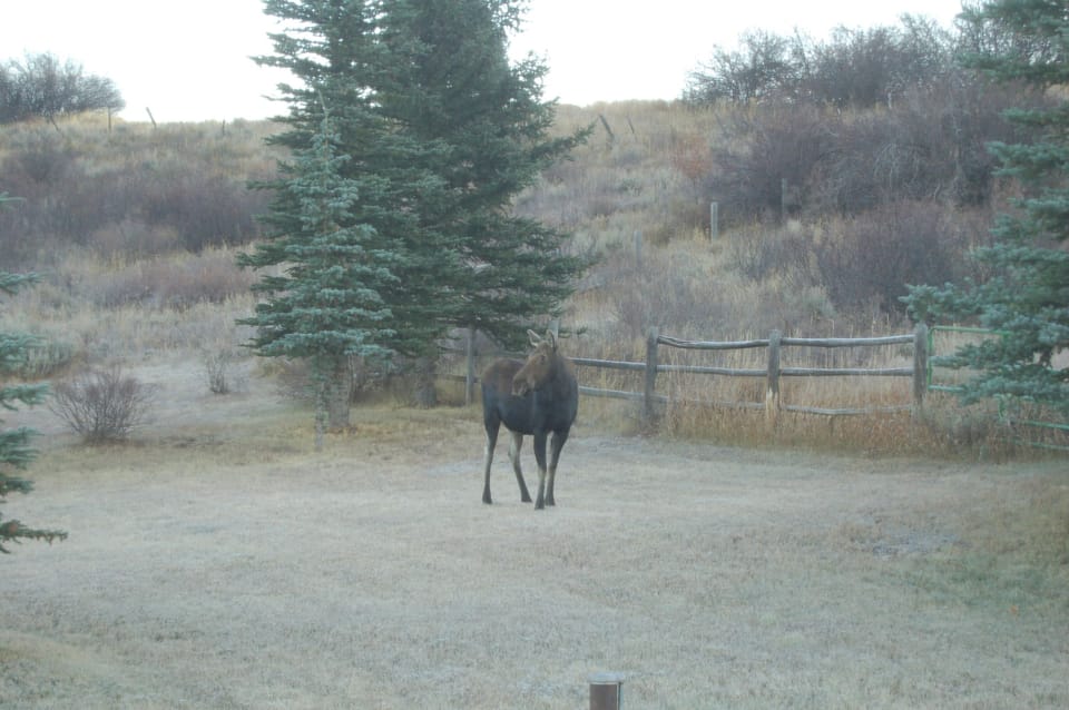 Morning Moose Visit