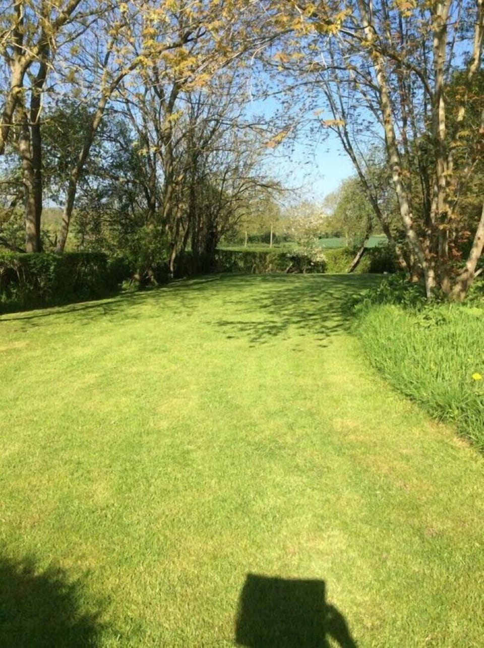 Lower lawn area.