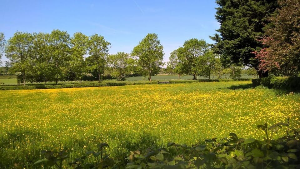 Field to side of the garden.