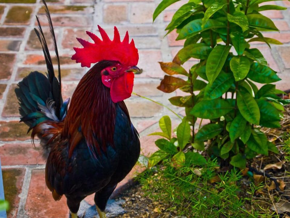 Key West Roosters everywhere.