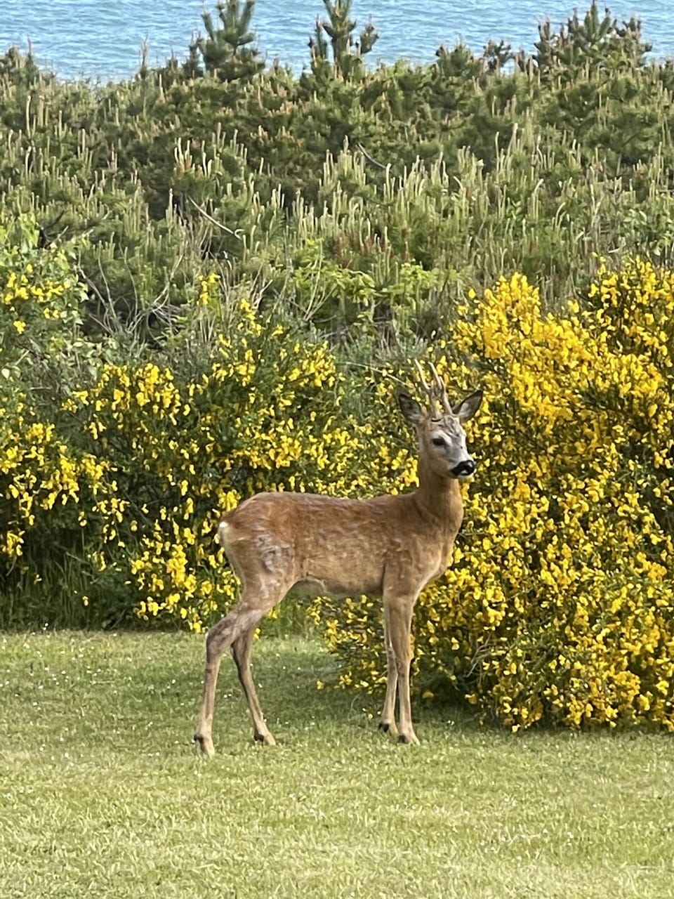 One of the local wild deer in our garden