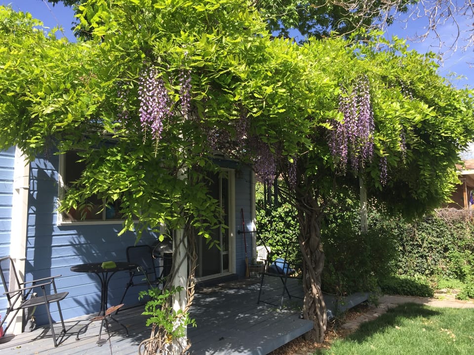 Back deck and Wisteria