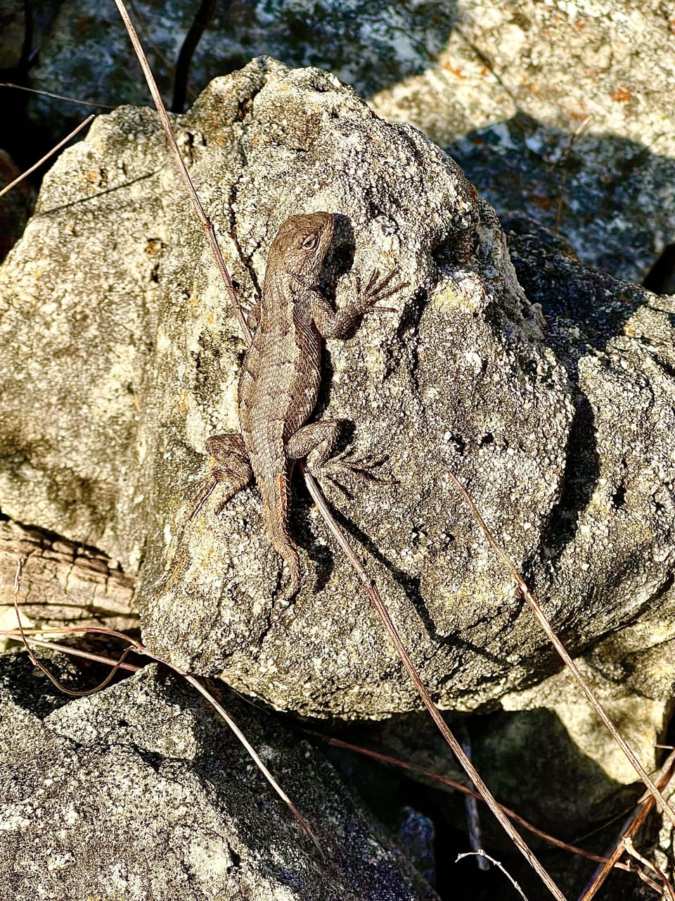 A neighbor may drop by to say HI !