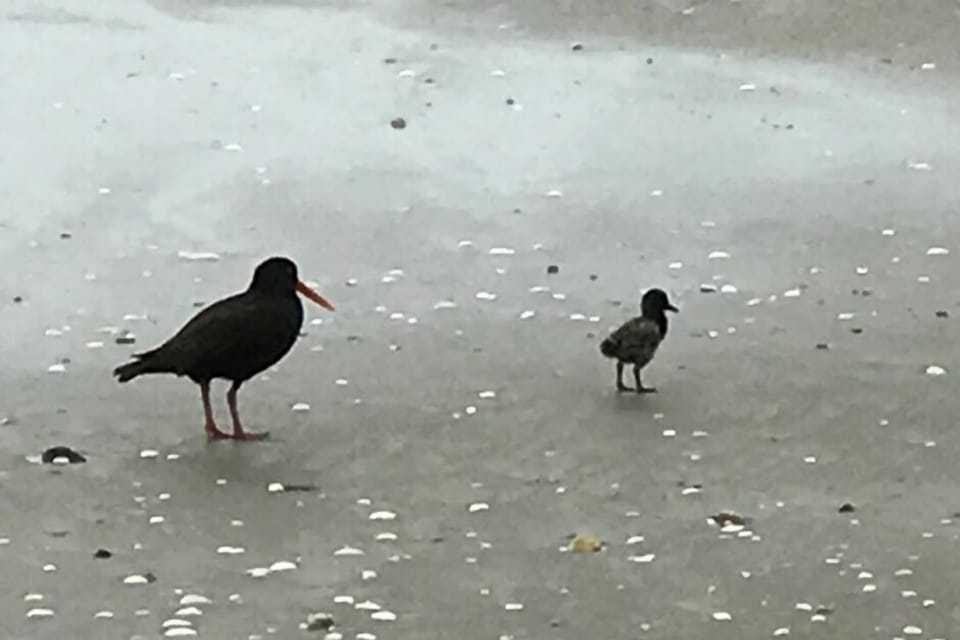 Oyster catcher and chick on beach