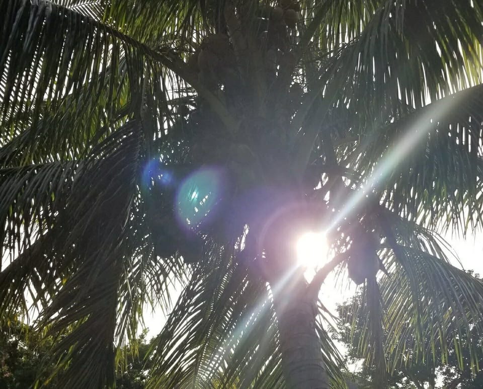 Coconut Tree