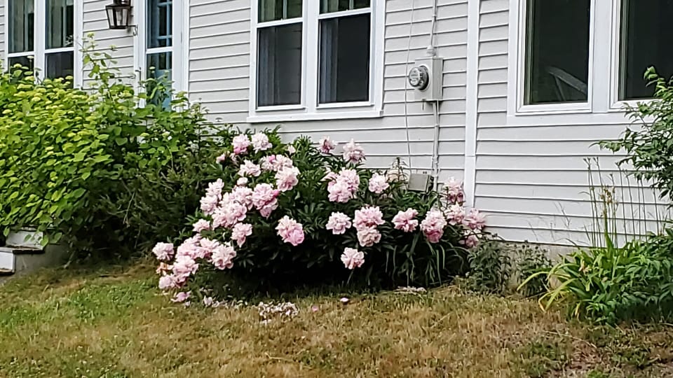 Peonies blooming in the front yard in June.