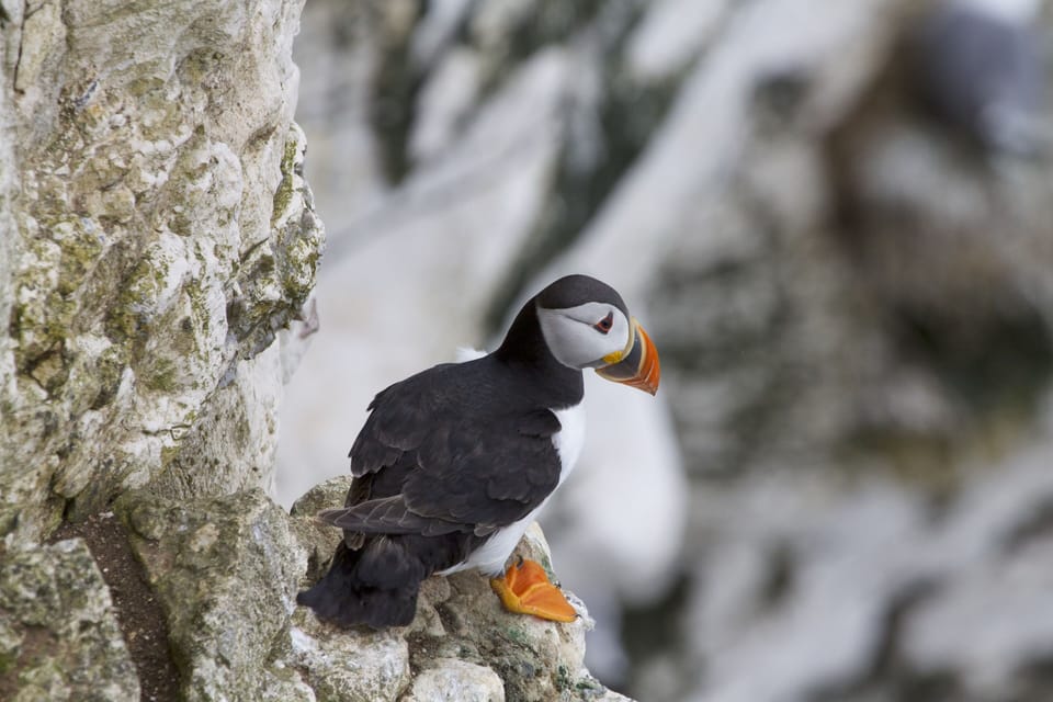Puffins at RSPB Bempton cliffs