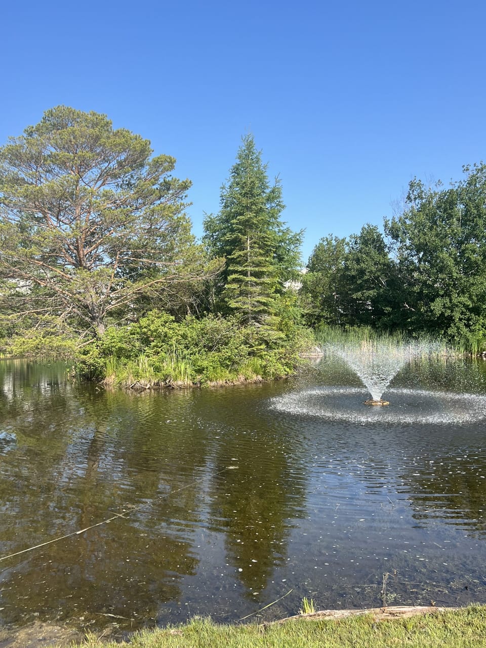 Pond on the property 