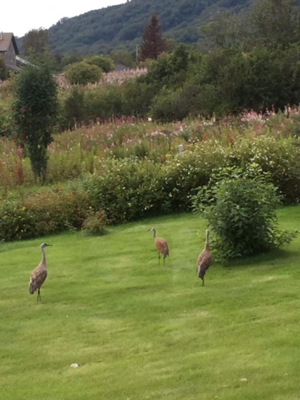 Sand Hill Cranes