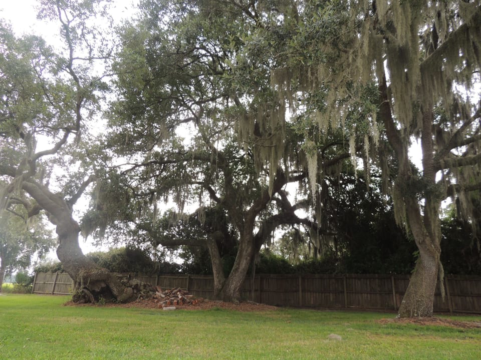 Wonderful Old Oaks view in back yard near water. 