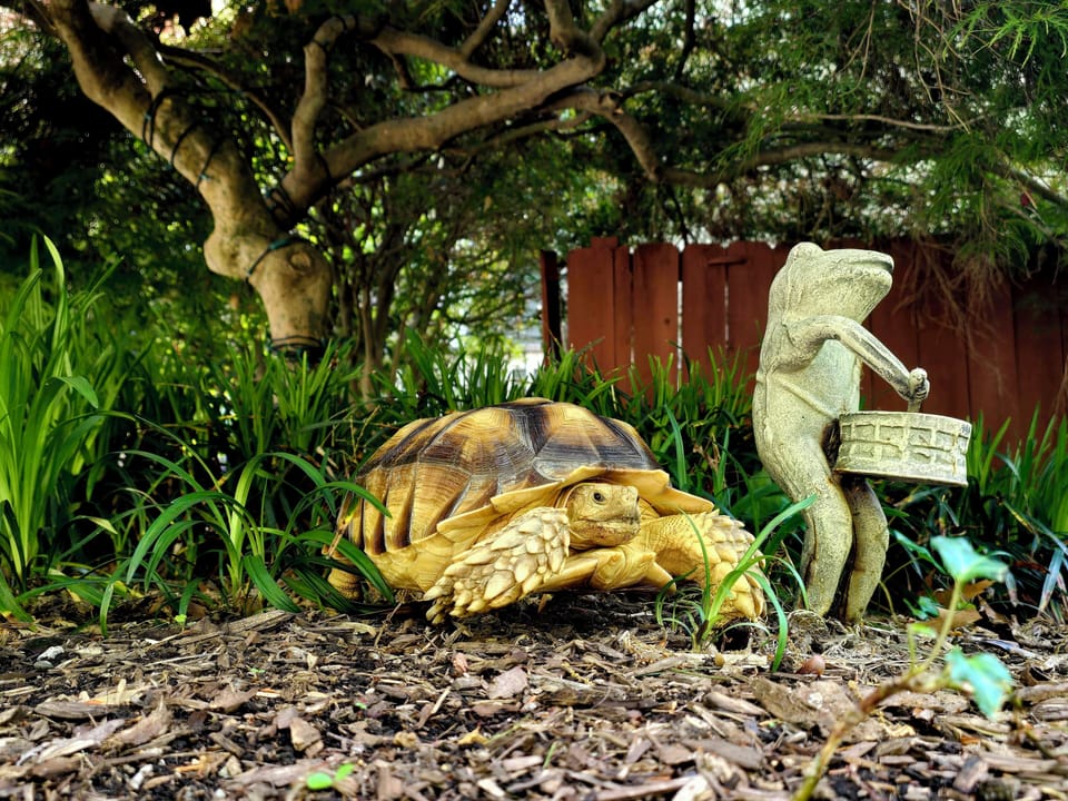 Meet one of our resident tortoises. You may catch them grazing and sunbathing.