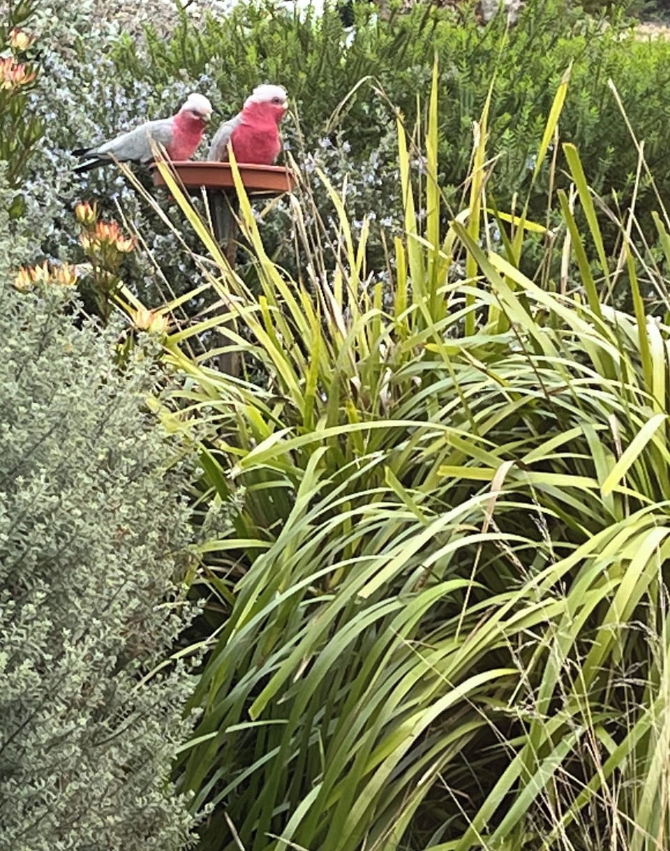 Our regular visitors enjoying the native garden 