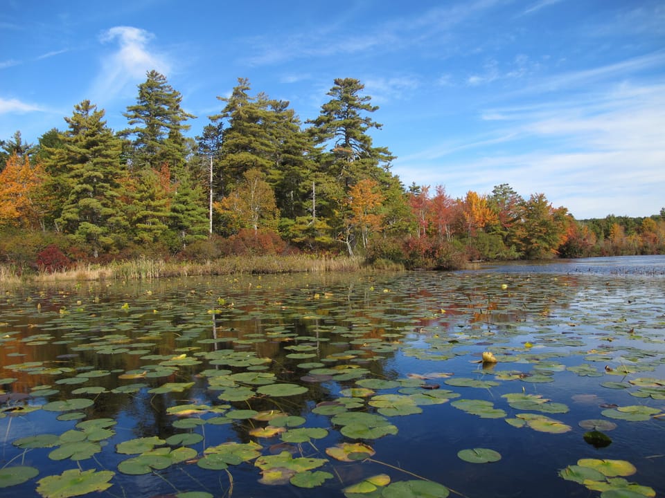 Autumn on Great Pond