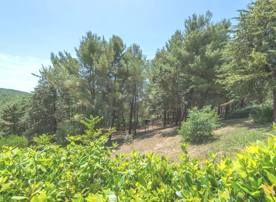 The pinewood