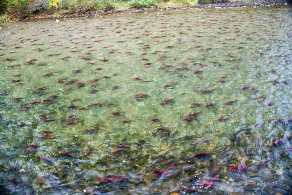Nearby salmon run