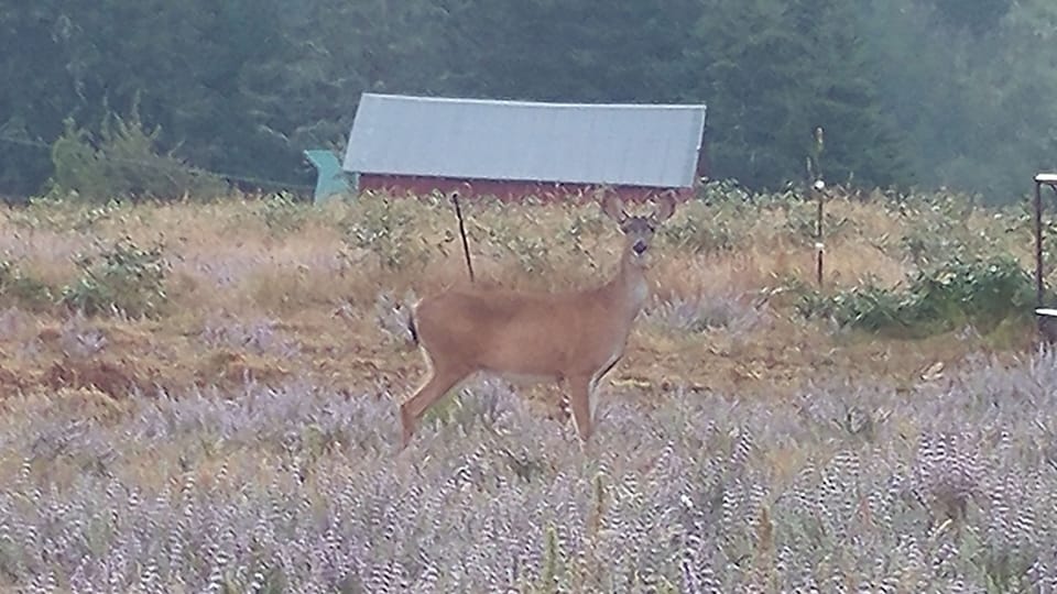 Deer in the field, on the adjacent street!